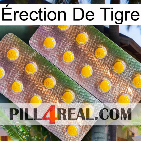 Érection De Tigre new10